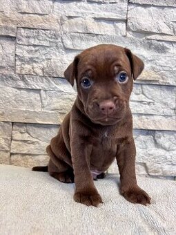 Patterdale terier