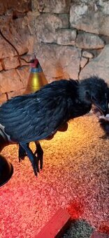 Ayam cemani