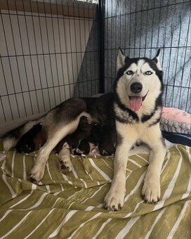 Sibiřský Husky