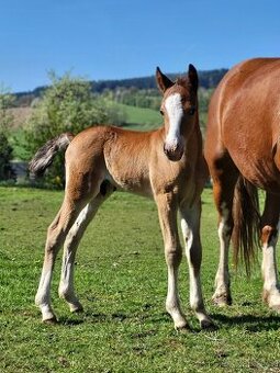 Welsh pony of cob type - hřebeček REZERVACE
