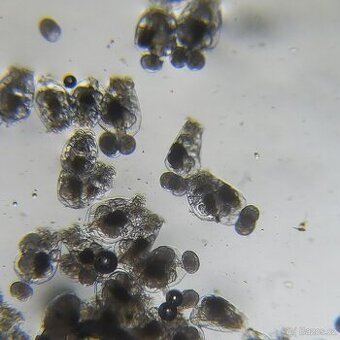 Vírniky Brachionus plicatilis - 1