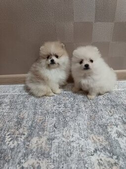 Pomeranian