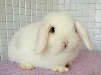 Minilop (zakrslý beránek anglického původu ) - 1