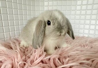 Minilop (zakrslý beránek anglického původu )