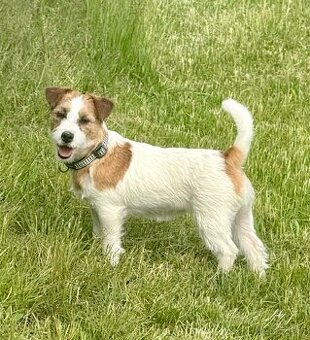 Jack Russell terier - fenka s PP