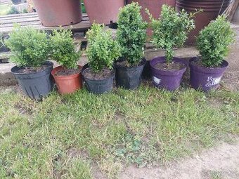 Buxus  cca 27 - 37 cm
