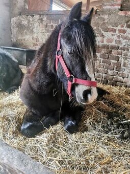 Klisnička Welsh pony, sekce B na prodej