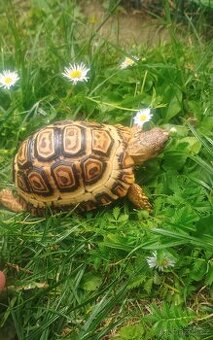 Želva pardáli geochelone pardalis