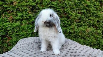 Zakrslý beránek, králíček, králík -MOLLY