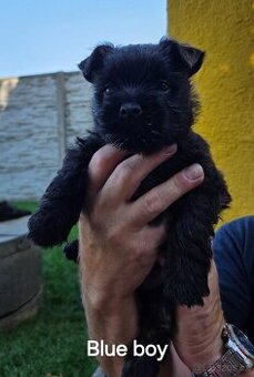 Cairn Terrier (Kern Treriér)