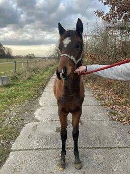 Klisna -Welsh part bred