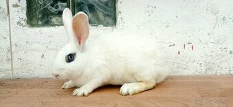 Králík