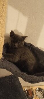 Britské modrá koťata