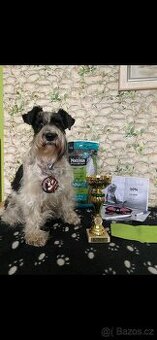 Knírač malý barevný