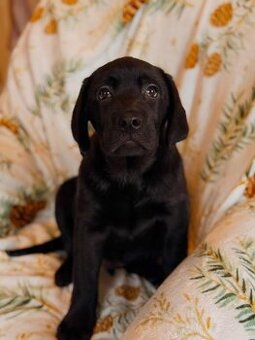 Labrador s PP,kvalitní štěňátko,kluk a fenka-SUPER CENA