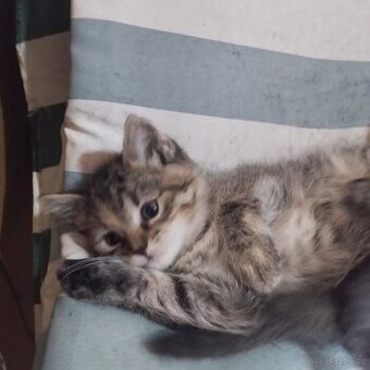 Daruji do dobrých rukou koťátka