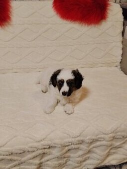 Štěně křížence Jack Russell x bordel kolie