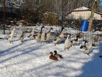 Indický běžec stříbrný