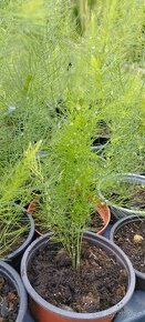 Chřest lékařský - sazenice