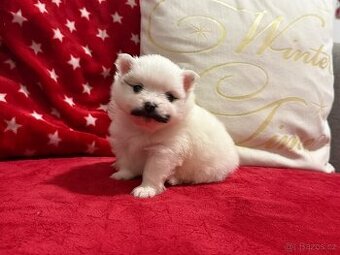 Německý špic malý s PP FCI