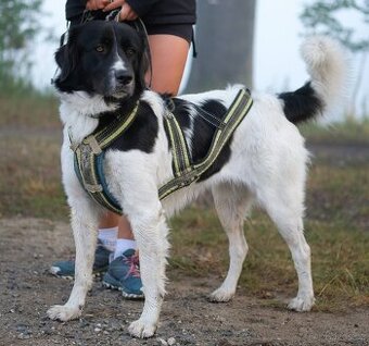 Český horský pes s PP