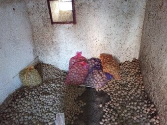 Prodám brambory uskladněny ve sklepě