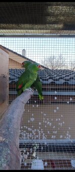 Chovné páry Amazoňanů Modročelých a Žlutolících 1,1 + 1,1