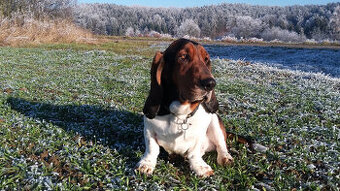 Basset, Basset Hound