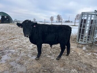 Prodám plenenneho býka Dexter