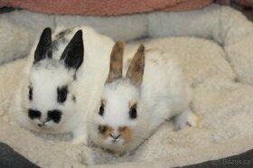 Zakrslí králíčci-mláďata mini - 1