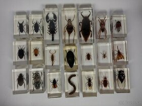 Exotický hmyz z celého světa Štír, brouk, moucha, pavouk, ko - 1