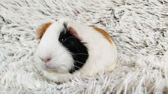 Morče, Morčátko, Morčátka - BETTY