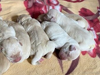 štěňata Labrador retrívra bez PP bílé barvy