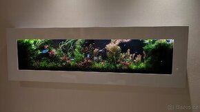 Akvarijní rostliny z prostřihu