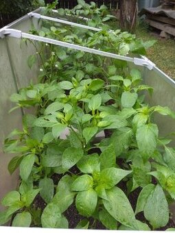 Sazenice chilli papriček
