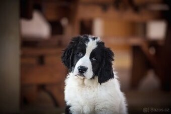 Landseer s PP