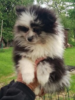 Pomeranian s PP