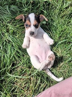 Jack Russell