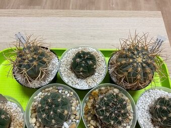 Kaktusy Gymnocalycium