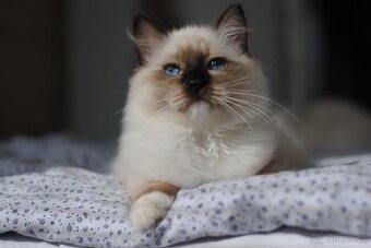 Ragdoll princezna Tara 🩷 Ihned k odběru