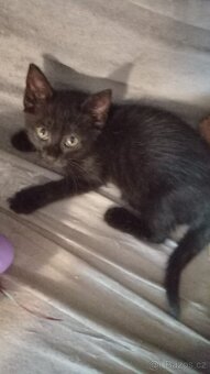 Nabízíme krásné koťátko