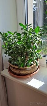 Crassula Ovata-tlustice