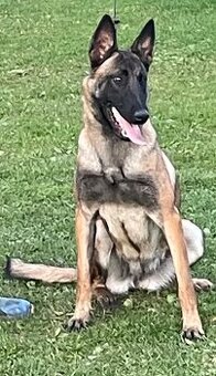 Belgický ovčák malinois