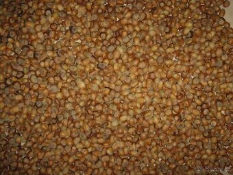 Vlašské ořechy a Lískové oříšky