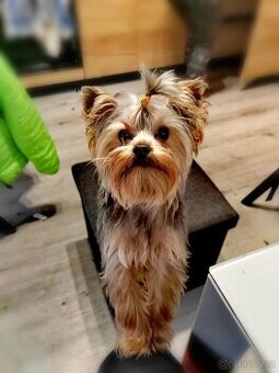 Yorkšírský teriér ke krytí