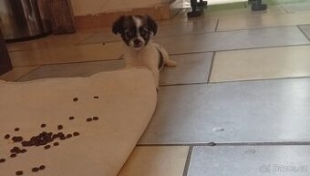 Čivava štěňata pejsek a fenka (pejsek rezervovaný do 9.11)