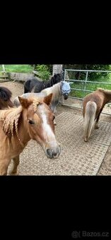 Prodám chovnou klisnu minihorse, american miniature horse