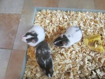 Křeček syrský - mláďata