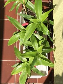 Kalisie voňavá sazenice a rostliny