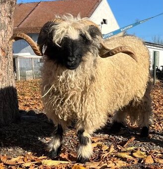 Plemenný beran Walliserská černonohá ovce